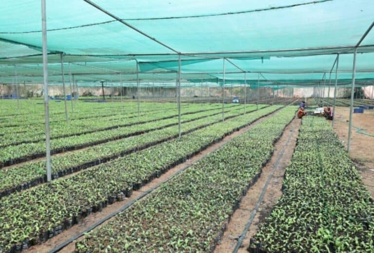 Spright Agro: Stock hits 5% upper circuit after it executes ₹284 Cr supply agreement